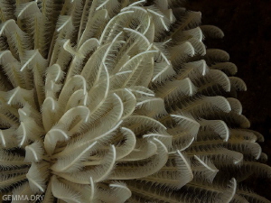 Delicate Feathers - Castle Reef - Aliwal Shoal by Gemma Dry 